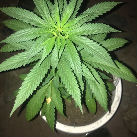 Mawi wawi  growlog timeline photo