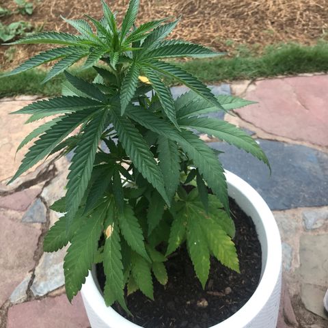Mawi wawi  growlog timeline photo