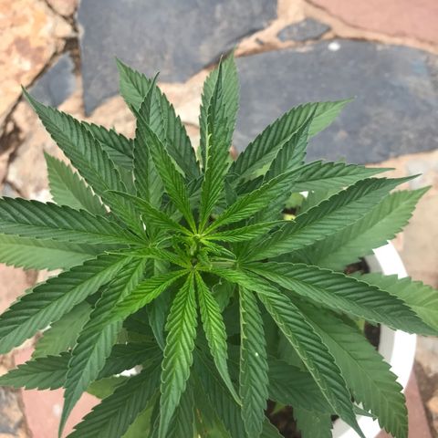 Mawi wawi  growlog timeline photo
