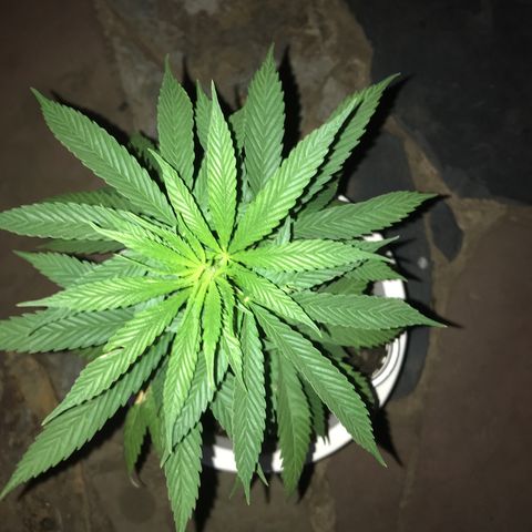 Mawi wawi  growlog photo: Regado dia