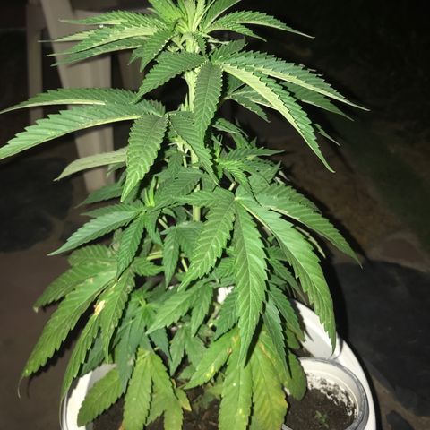 Mawi wawi  growlog photo: Regado dia
