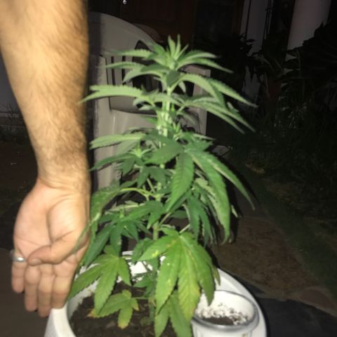 Mawi wawi  growlog photo: Regado dia