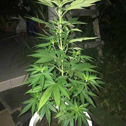 Mawi wawi  growlog timeline photo