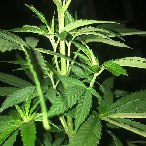 Mawi wawi  growlog timeline photo