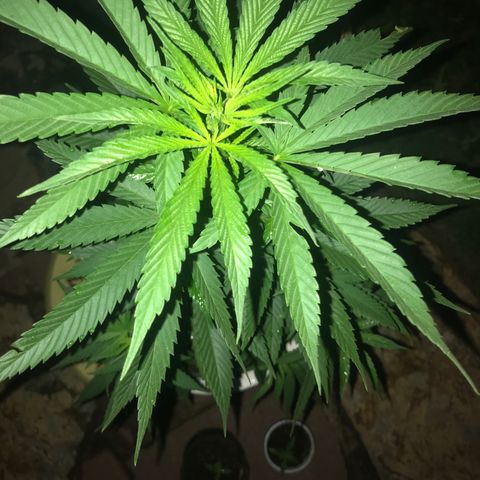 Mawi wawi  growlog timeline photo