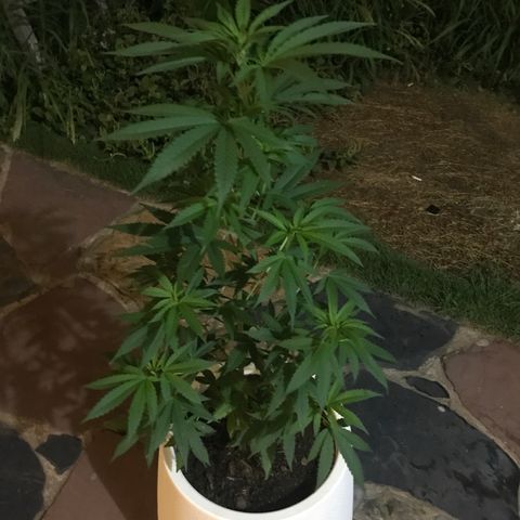 Mawi wawi  growlog photo: Poda clásica con las manos directa sin anestesia 