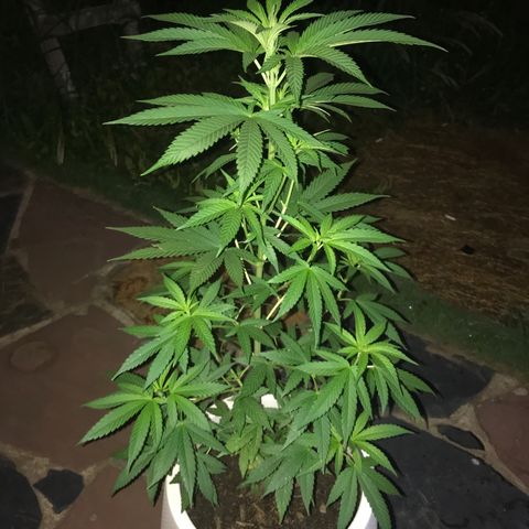 Mawi wawi  growlog photo: Poda clásica con las manos directa sin anestesia 