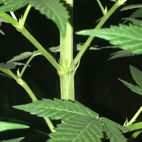 Mawi wawi  growlog photo: Poda clásica con las manos directa sin anestesia 