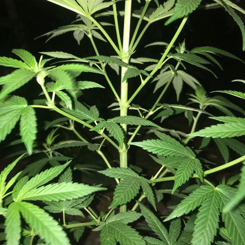 Mawi wawi  growlog photo: Poda clásica con las manos directa sin anestesia 