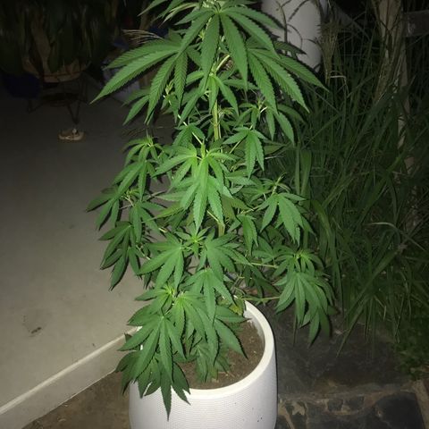 Mawi wawi  growlog photo: Día de trasplante 