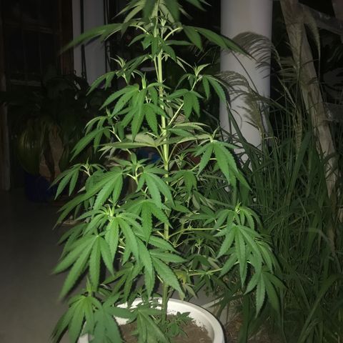Mawi wawi  growlog photo: Día de trasplante 