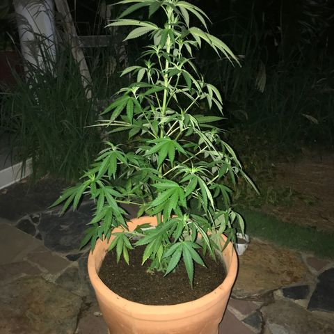 Mawi wawi  growlog photo: Transplantada