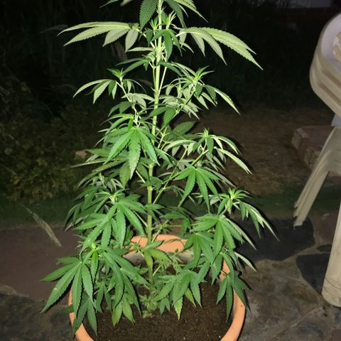 Mawi wawi  growlog photo: Transplantada