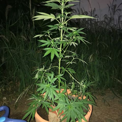 Mawi wawi  growlog photo: Día 90 y todo un éxito 