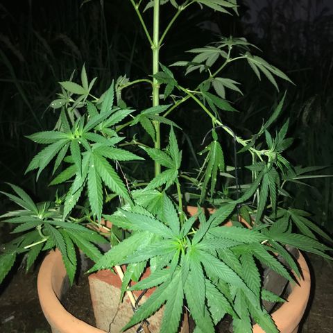 Mawi wawi  growlog photo: Día 90 y todo un éxito 