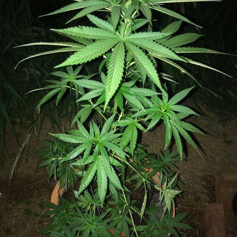 Mawi wawi  growlog photo: Día 90 y todo un éxito 