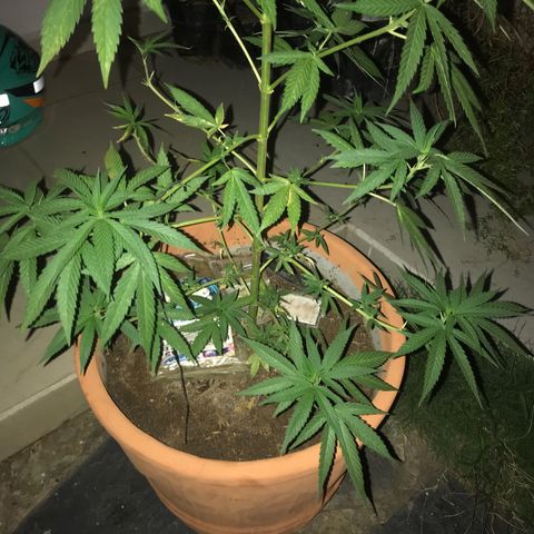 Mawi wawi  growlog timeline photo