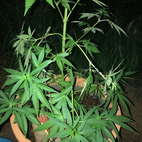 Mawi wawi  growlog photo: Día 90 y todo un éxito 