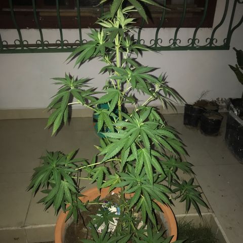 Mawi wawi  growlog timeline photo