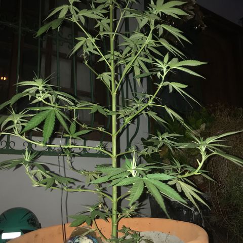 Mawi wawi  growlog timeline photo