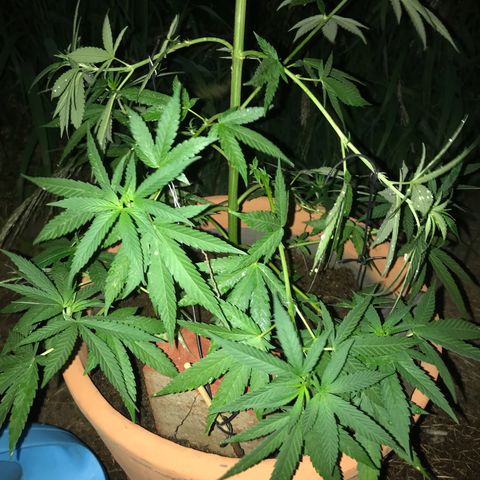 Mawi wawi  growlog photo: Día 90 y todo un éxito 