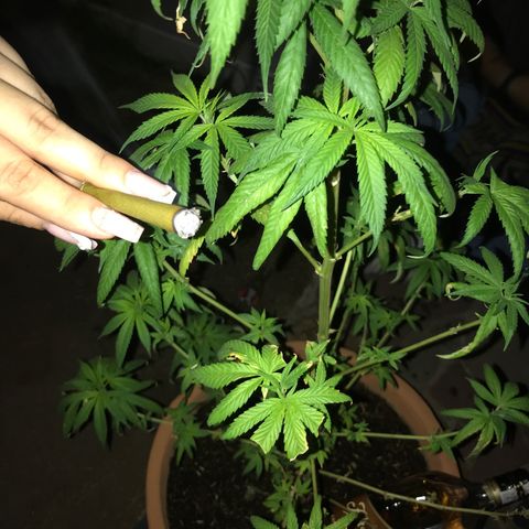 Mawi wawi  growlog timeline photo