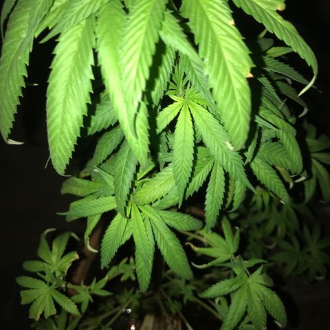 Mawi wawi  growlog photo: A la bierda instrusa en la maceta
