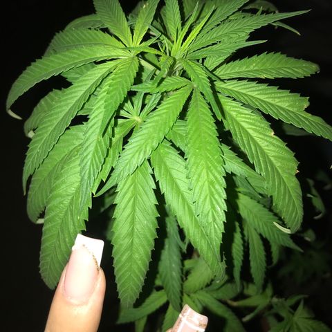Mawi wawi  growlog photo: A la bierda instrusa en la maceta