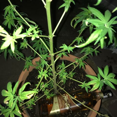 Mawi wawi  growlog photo: A la bierda instrusa en la maceta