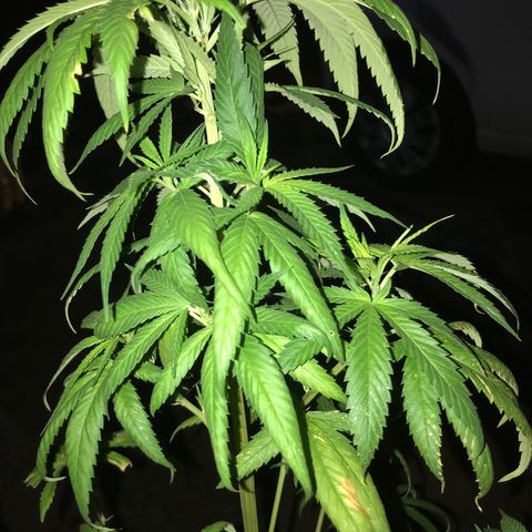 Mawi wawi  growlog photo: A la bierda instrusa en la maceta