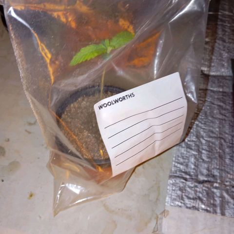 Piccolo Renegade seeds growlog timeline photo