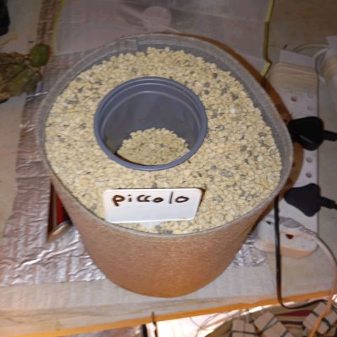 Piccolo Renegade seeds growlog timeline photo