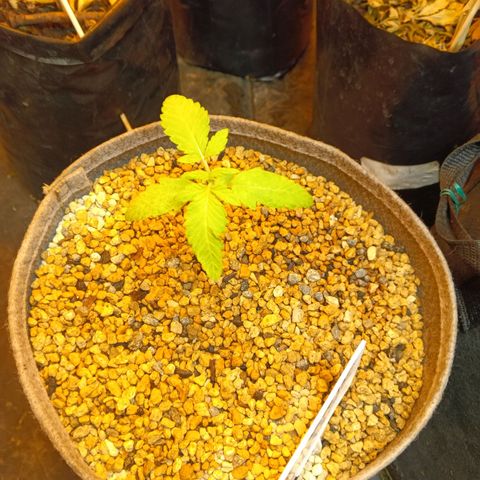 Piccolo Renegade seeds growlog timeline photo