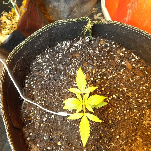 Piccolo Renegade seeds growlog timeline photo