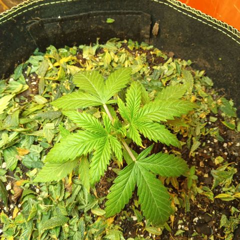 Piccolo Renegade seeds growlog timeline photo
