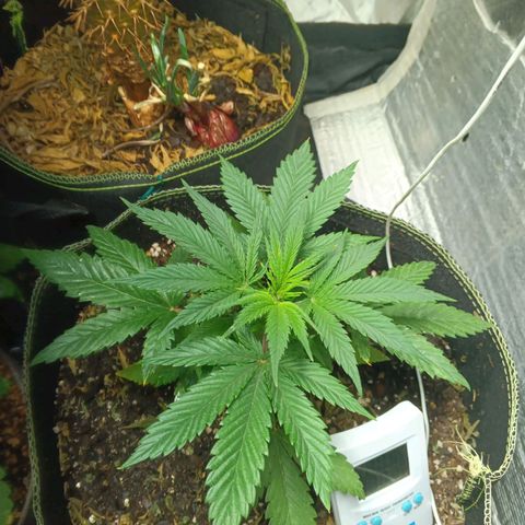Piccolo Renegade seeds growlog timeline photo
