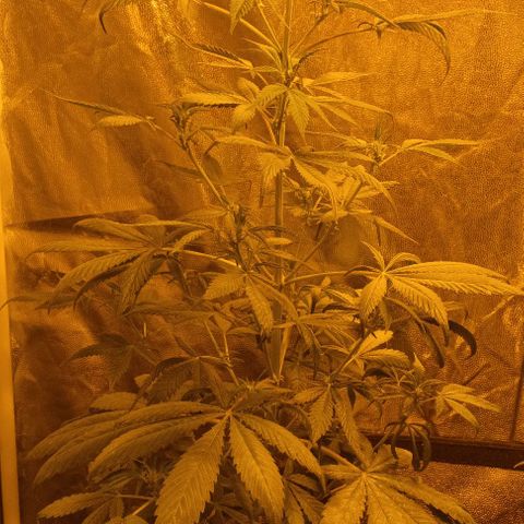 Piccolo Renegade seeds growlog timeline photo