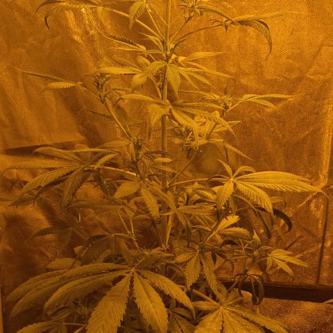 Piccolo Renegade seeds growlog timeline photo