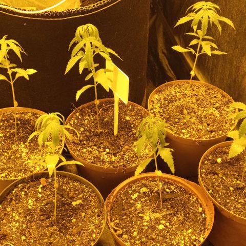 Piccolo Renegade seeds growlog timeline photo