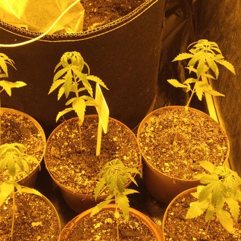 Piccolo Renegade seeds growlog timeline photo