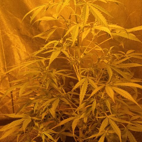 Piccolo Renegade seeds growlog timeline photo