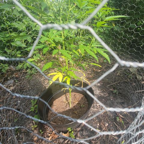 Afghan Hash growlog timeline photo