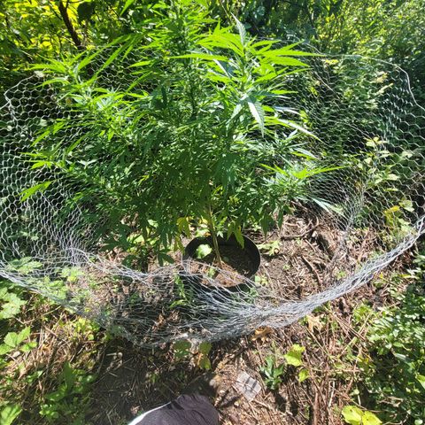 Afghan Hash growlog photo: Starting to flower
