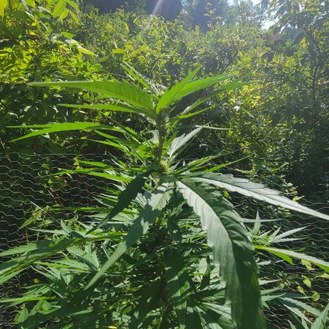Afghan Hash growlog timeline photo