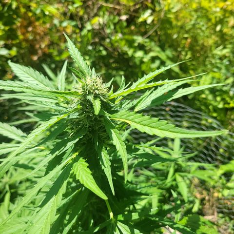 Afghan Hash growlog timeline photo