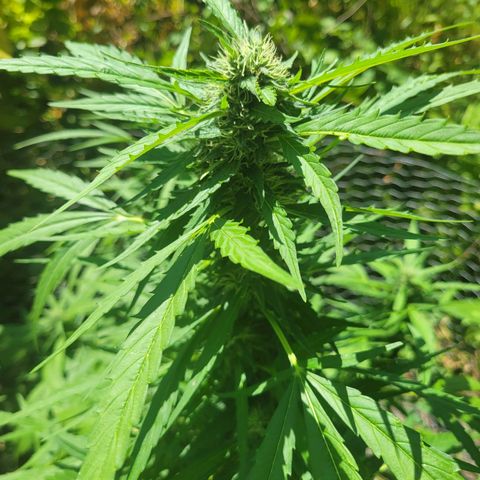 Afghan Hash growlog timeline photo