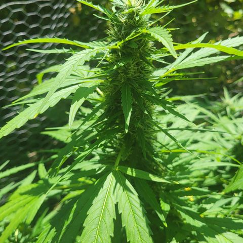 Afghan Hash growlog timeline photo
