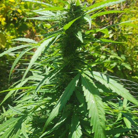 Afghan Hash growlog timeline photo
