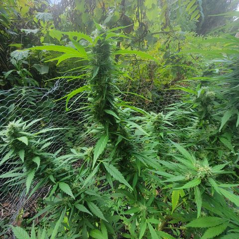 Afghan Hash growlog photo: Freshly trimmed some fan leaves
