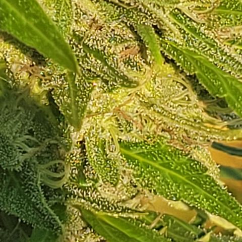 Afghan Hash growlog photo: Flushing 